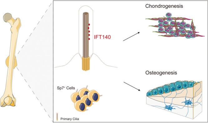https://cdn.ncbi.nlm.nih.gov/pmc/blobs/0f33/12327822/caf19655cf7a/ga1.jpg