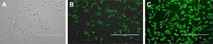 https://cdn.ncbi.nlm.nih.gov/pmc/blobs/0f34/6302811/b49937ae4acc/ijn-14-001Fig9.jpg