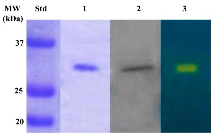 https://cdn.ncbi.nlm.nih.gov/pmc/blobs/0f36/7321114/697991a56d37/molecules-25-02564-g004.jpg