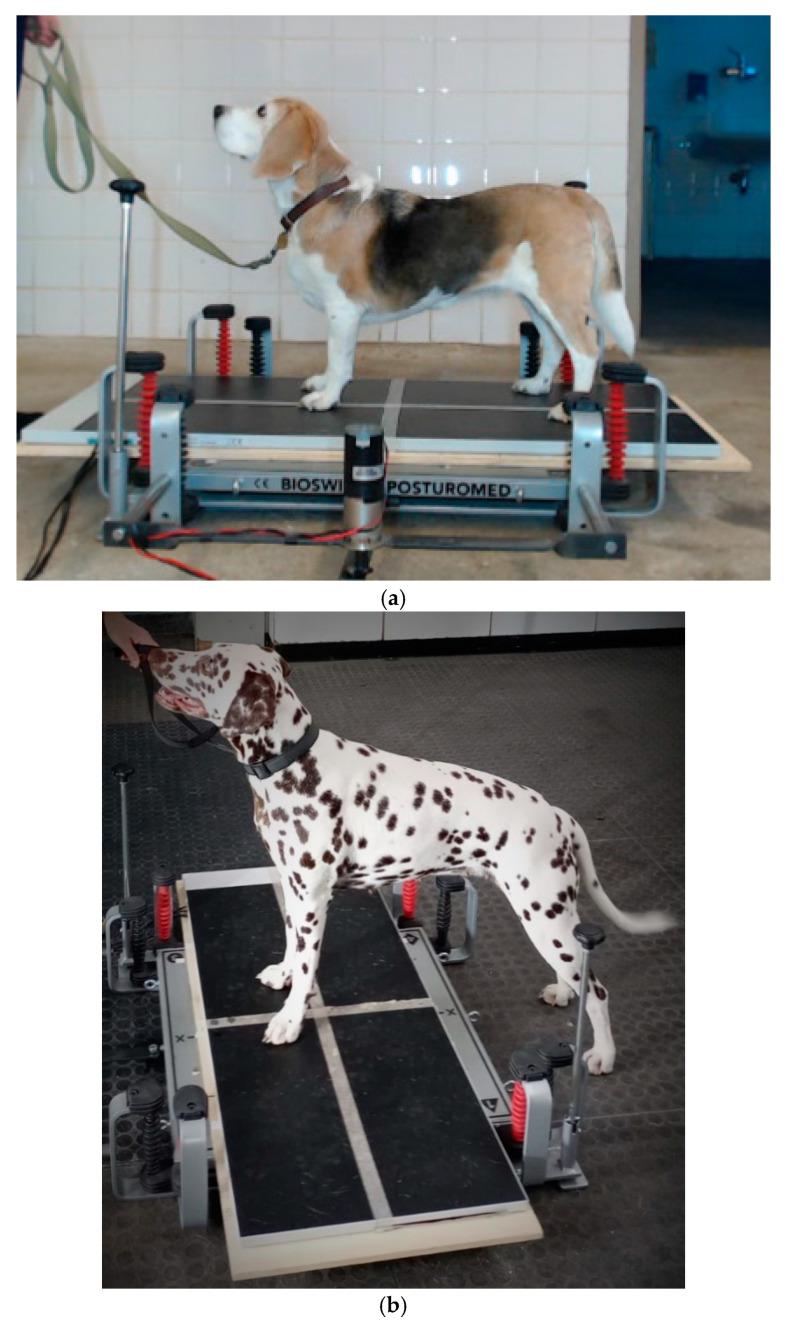 https://cdn.ncbi.nlm.nih.gov/pmc/blobs/0f39/11512307/eeeaf6e49ad1/vetsci-11-00498-g002.jpg