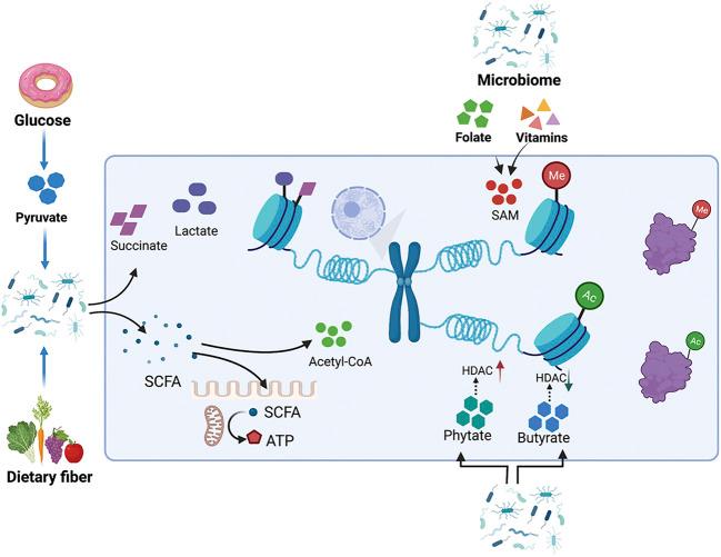 https://cdn.ncbi.nlm.nih.gov/pmc/blobs/0f39/8740611/417d7b0ae7be/fcell-09-793428-g004.jpg