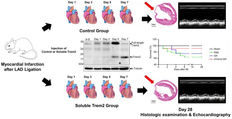https://cdn.ncbi.nlm.nih.gov/pmc/blobs/0f3c/10051125/f3660d750ad8/ijms-24-05556-g004.jpg