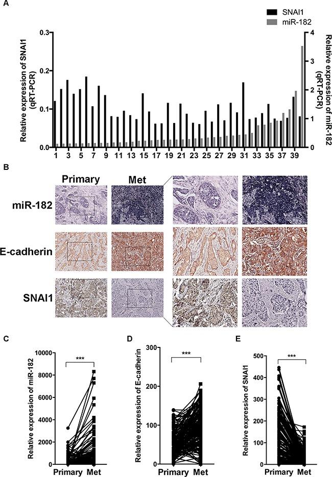 https://cdn.ncbi.nlm.nih.gov/pmc/blobs/0f40/5354860/4d6fae9d11b2/oncotarget-08-4629-g006.jpg