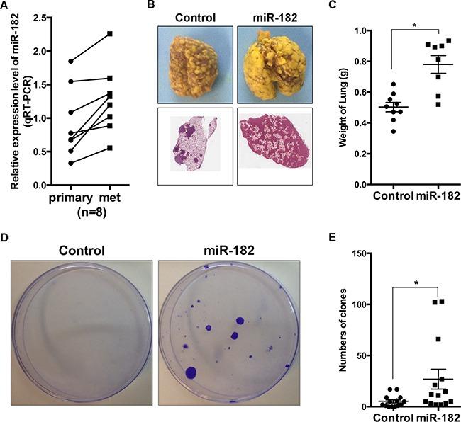 https://cdn.ncbi.nlm.nih.gov/pmc/blobs/0f40/5354860/71d42bf1c483/oncotarget-08-4629-g004.jpg