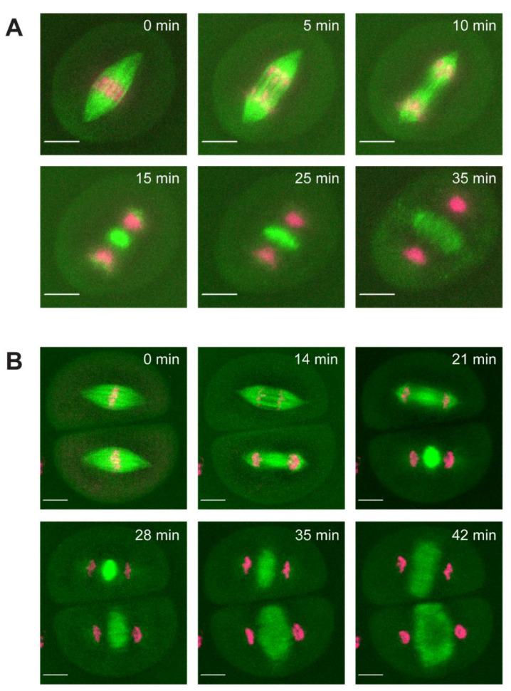 https://cdn.ncbi.nlm.nih.gov/pmc/blobs/0f42/9031645/93a26f3b5f9a/ijms-23-04293-g004.jpg