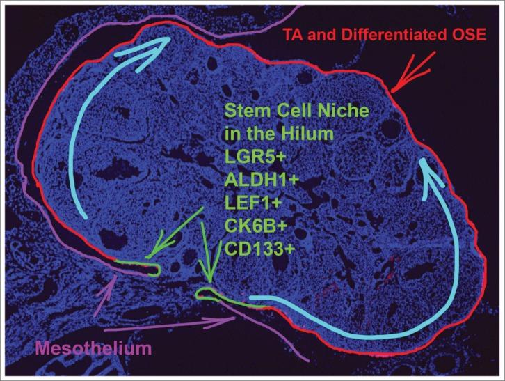 https://cdn.ncbi.nlm.nih.gov/pmc/blobs/0f46/4905019/712d4d498024/kmco-01-03-963435-g001.jpg