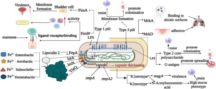 https://cdn.ncbi.nlm.nih.gov/pmc/blobs/0f4a/12158997/6a241c4ed26a/fmicb-16-1604763-g003.jpg