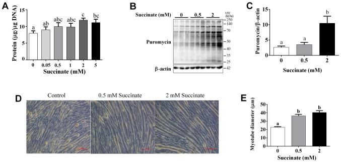 https://cdn.ncbi.nlm.nih.gov/pmc/blobs/0f4a/5865866/7d8babc5322c/mmr-16-05-7361-g00.jpg