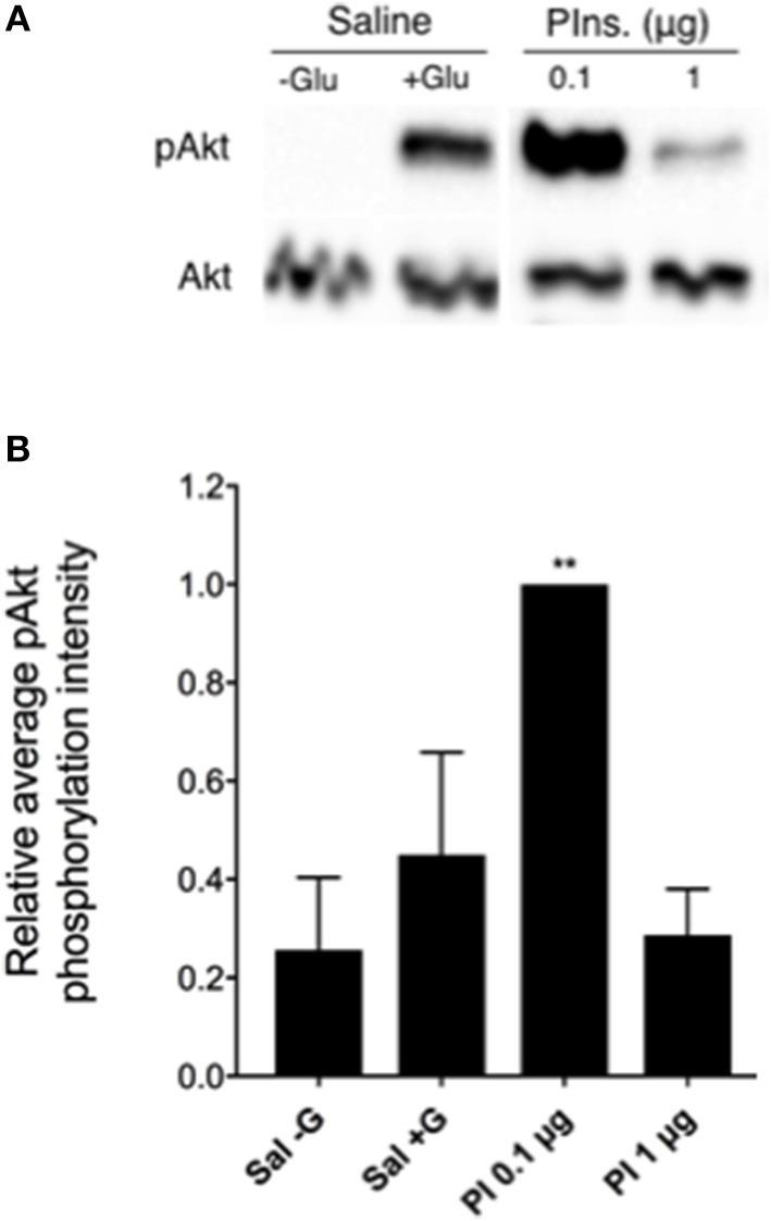 https://cdn.ncbi.nlm.nih.gov/pmc/blobs/0f4b/6291494/906bb2c409b0/fendo-09-00745-g0007.jpg