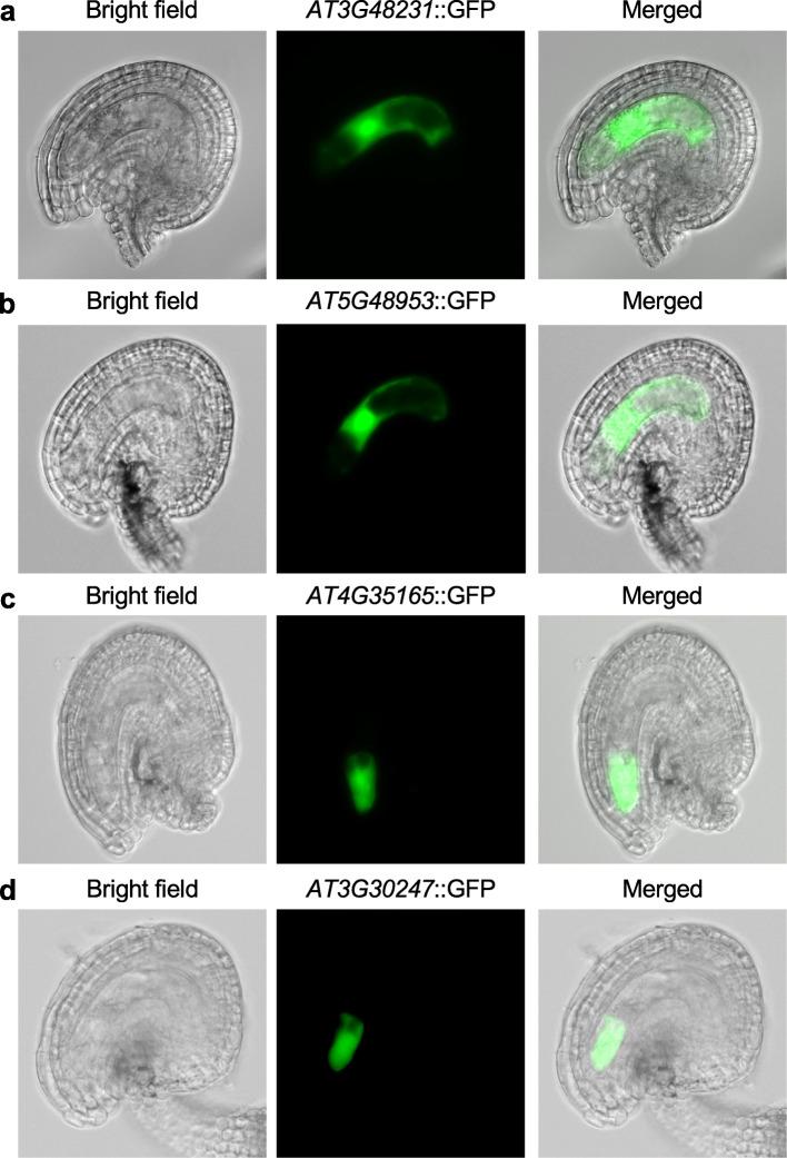 https://cdn.ncbi.nlm.nih.gov/pmc/blobs/0f4b/7375004/fae1804c02da/13059_2020_2094_Fig6_HTML.jpg