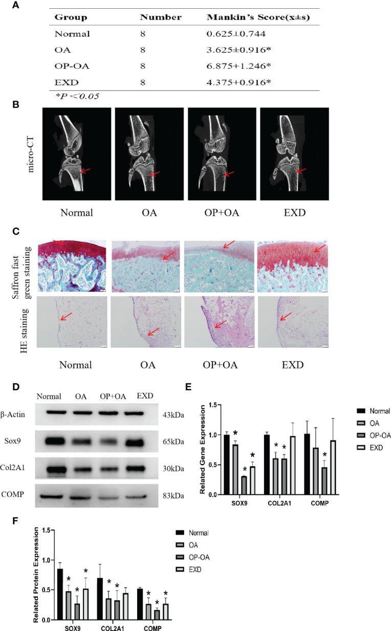 https://cdn.ncbi.nlm.nih.gov/pmc/blobs/0f4c/9365991/c57b8a266591/fendo-13-905507-g001.jpg