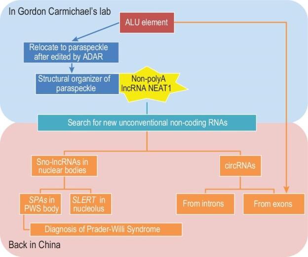 https://cdn.ncbi.nlm.nih.gov/pmc/blobs/0f50/10776350/834c1a550238/nwad287fig3.jpg