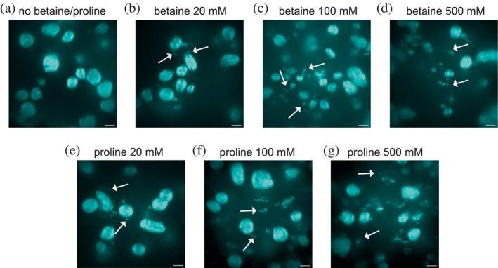 https://cdn.ncbi.nlm.nih.gov/pmc/blobs/0f51/12079458/8b1b632049ef/PRO-34-e70149-g004.jpg