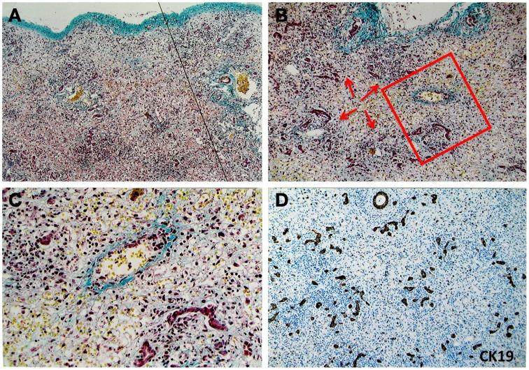 https://cdn.ncbi.nlm.nih.gov/pmc/blobs/0f58/4468385/a10c79305546/fphys-06-00178-g0001.jpg