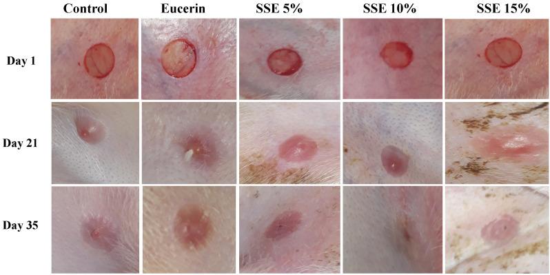 https://cdn.ncbi.nlm.nih.gov/pmc/blobs/0f5b/9510145/f1130efa63f8/jop-25-3-258-f1.jpg