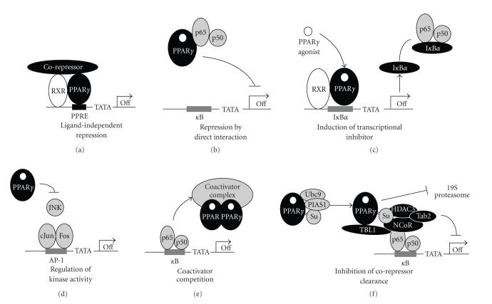 https://cdn.ncbi.nlm.nih.gov/pmc/blobs/0f5c/2586323/240fb2f60584/PPAR2008-945275.002.jpg