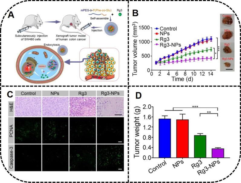 https://cdn.ncbi.nlm.nih.gov/pmc/blobs/0f5f/8518152/010d4c413364/12951_2021_1062_Fig5_HTML.jpg
