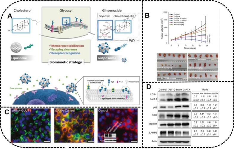 https://cdn.ncbi.nlm.nih.gov/pmc/blobs/0f5f/8518152/04f837688d17/12951_2021_1062_Fig12_HTML.jpg