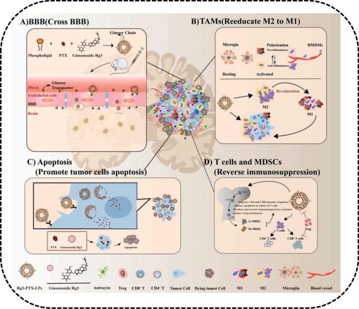 https://cdn.ncbi.nlm.nih.gov/pmc/blobs/0f5f/8518152/6978f2d45abb/12951_2021_1062_Fig11_HTML.jpg