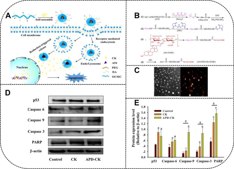 https://cdn.ncbi.nlm.nih.gov/pmc/blobs/0f5f/8518152/c1e2e313625e/12951_2021_1062_Fig7_HTML.jpg