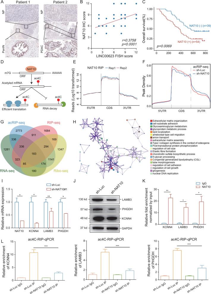 https://cdn.ncbi.nlm.nih.gov/pmc/blobs/0f61/9387035/bdd0dd6aff7c/13045_2022_1338_Fig5_HTML.jpg