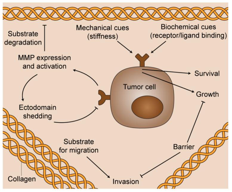 https://cdn.ncbi.nlm.nih.gov/pmc/blobs/0f63/7909776/3a60b3711bdf/bioengineering-08-00017-g002.jpg