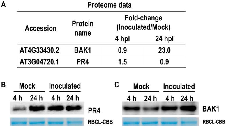 https://cdn.ncbi.nlm.nih.gov/pmc/blobs/0f63/9603099/6932cdb59161/ijms-23-12171-g005.jpg