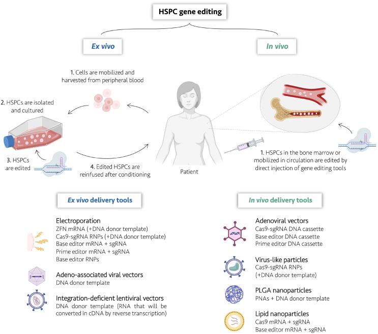 https://cdn.ncbi.nlm.nih.gov/pmc/blobs/0f64/11847086/706162f23dbf/gr4.jpg
