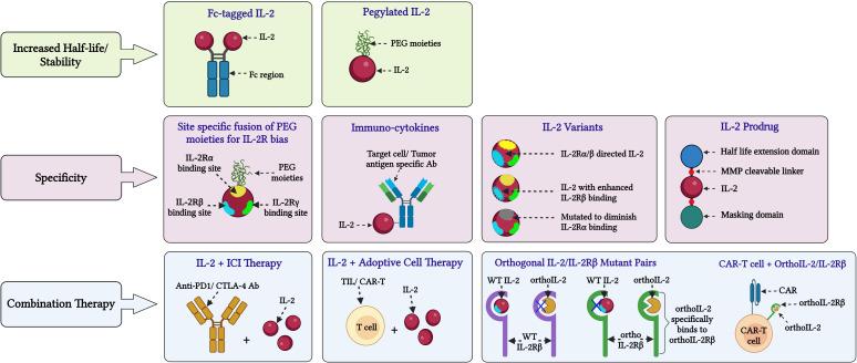 https://cdn.ncbi.nlm.nih.gov/pmc/blobs/0f68/11303236/06512832b1bc/fimmu-15-1433989-g003.jpg