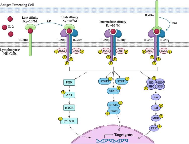 https://cdn.ncbi.nlm.nih.gov/pmc/blobs/0f68/11303236/bdb6b8b0fc54/fimmu-15-1433989-g002.jpg