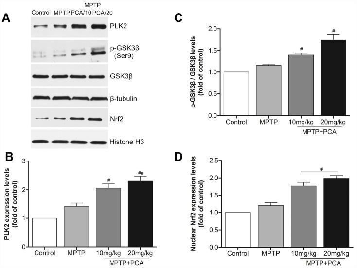 https://cdn.ncbi.nlm.nih.gov/pmc/blobs/0f69/6874433/c11e5293b99e/aging-11-102394-g004.jpg