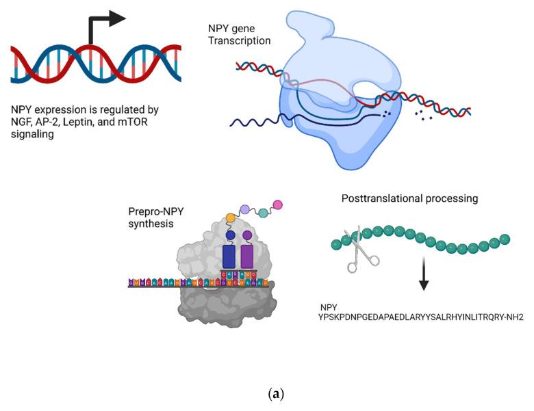 https://cdn.ncbi.nlm.nih.gov/pmc/blobs/0f69/9406019/05fe9edf2088/biomedicines-10-01985-g007a.jpg