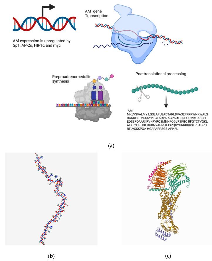 https://cdn.ncbi.nlm.nih.gov/pmc/blobs/0f69/9406019/7764b53155b4/biomedicines-10-01985-g004.jpg