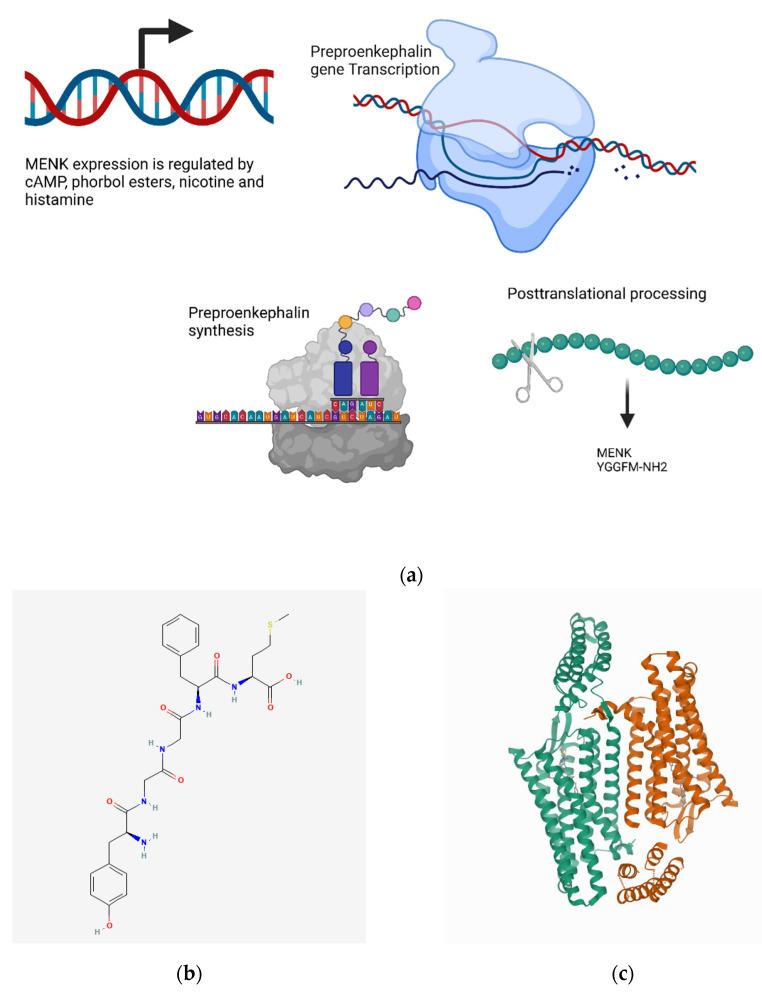 https://cdn.ncbi.nlm.nih.gov/pmc/blobs/0f69/9406019/88981979ab87/biomedicines-10-01985-g011.jpg