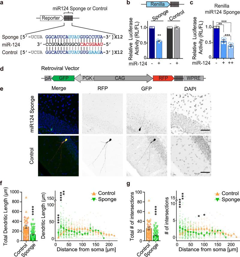 https://cdn.ncbi.nlm.nih.gov/pmc/blobs/0f6f/11511827/28b3dcba3199/42003_2024_7089_Fig1_HTML.jpg