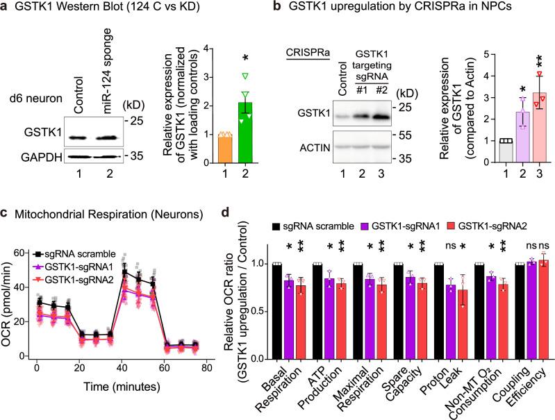 https://cdn.ncbi.nlm.nih.gov/pmc/blobs/0f6f/11511827/872349a6f683/42003_2024_7089_Fig7_HTML.jpg