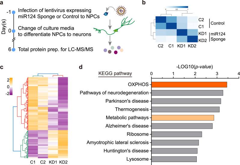 https://cdn.ncbi.nlm.nih.gov/pmc/blobs/0f6f/11511827/a29f085f6b11/42003_2024_7089_Fig3_HTML.jpg