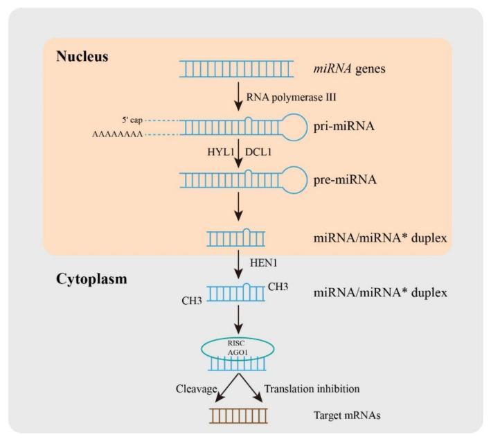 https://cdn.ncbi.nlm.nih.gov/pmc/blobs/0f6f/9694376/935d3715e461/life-12-01811-g001.jpg