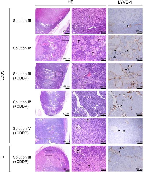 https://cdn.ncbi.nlm.nih.gov/pmc/blobs/0f76/8088917/678b822c6efe/CAS-112-1735-g002.jpg
