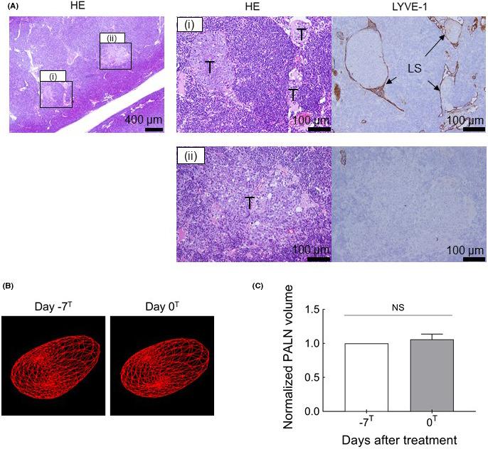 https://cdn.ncbi.nlm.nih.gov/pmc/blobs/0f76/8088917/96fc597a3f25/CAS-112-1735-g005.jpg
