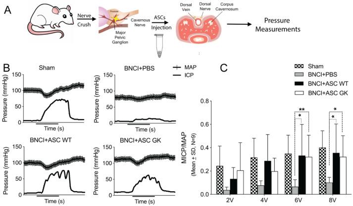 https://cdn.ncbi.nlm.nih.gov/pmc/blobs/0f76/8836282/cff082801206/ijms-23-01692-g003.jpg