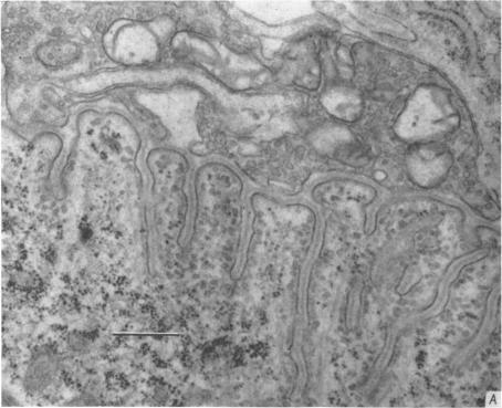 https://cdn.ncbi.nlm.nih.gov/pmc/blobs/0f77/1350481/3ea4e5837fb9/jphysiol01086-0270-a.jpg