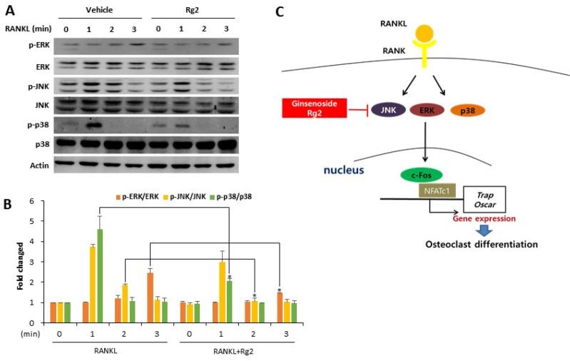 https://cdn.ncbi.nlm.nih.gov/pmc/blobs/0f7b/10618073/0659a41f716f/bmb-56-10-551-f4.jpg