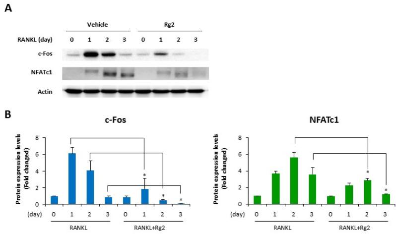 https://cdn.ncbi.nlm.nih.gov/pmc/blobs/0f7b/10618073/e428715bc49e/bmb-56-10-551-f3.jpg