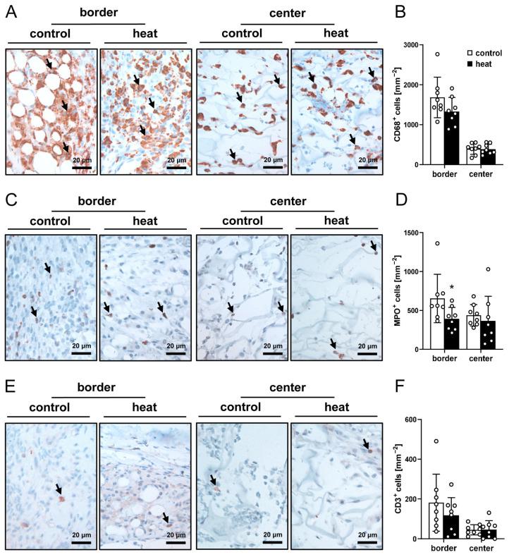 https://cdn.ncbi.nlm.nih.gov/pmc/blobs/0f7c/12025451/487185ccf7fa/cells-14-00581-g007.jpg