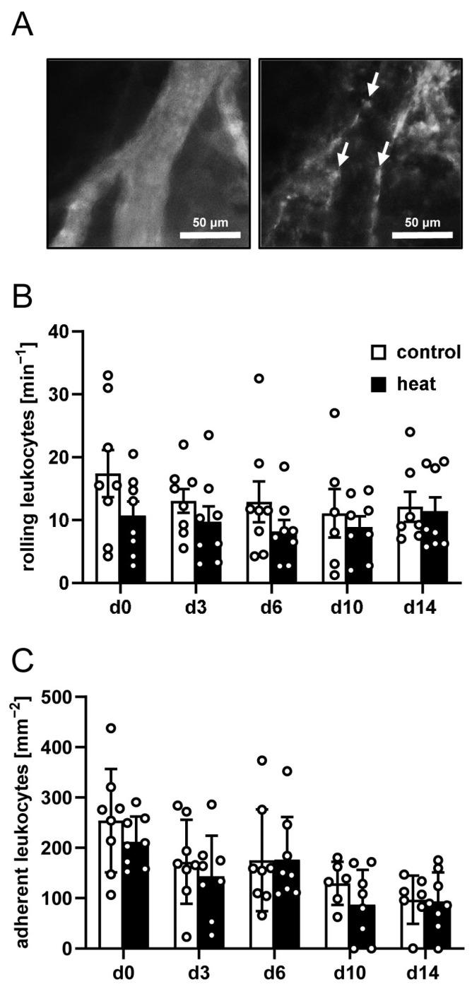 https://cdn.ncbi.nlm.nih.gov/pmc/blobs/0f7c/12025451/994aef746a58/cells-14-00581-g003.jpg