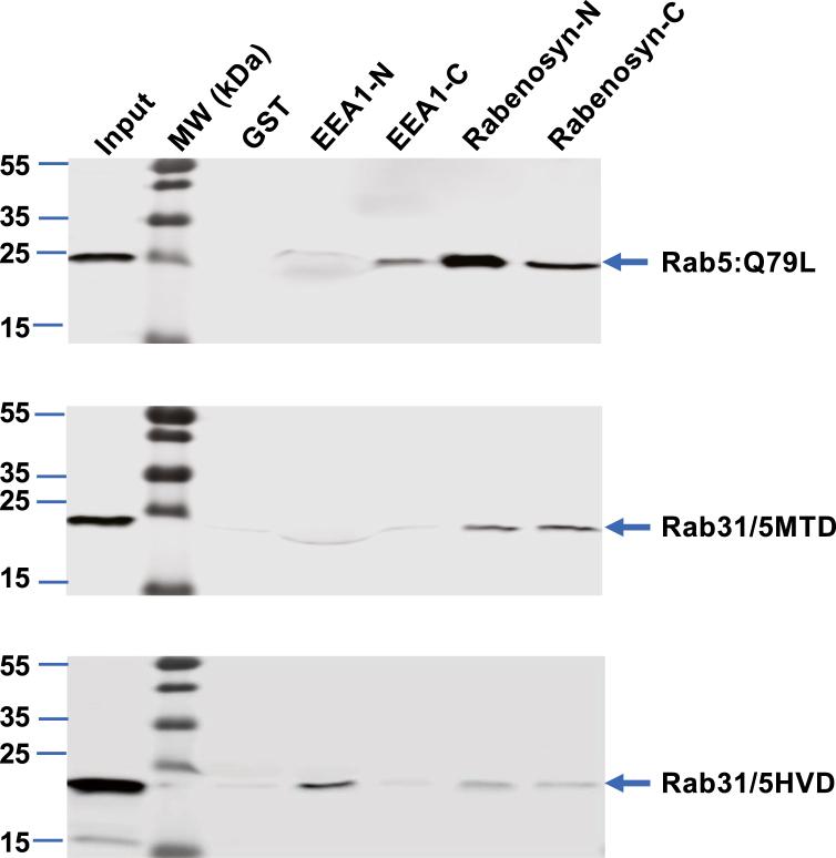 https://cdn.ncbi.nlm.nih.gov/pmc/blobs/0f80/9403361/b24b9fd74276/gr10.jpg