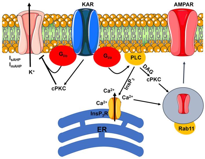 https://cdn.ncbi.nlm.nih.gov/pmc/blobs/0f81/11048239/40708dffd28f/biomedicines-12-00880-g003.jpg
