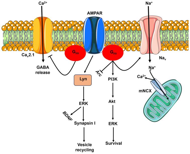 https://cdn.ncbi.nlm.nih.gov/pmc/blobs/0f81/11048239/9c20c01ac8af/biomedicines-12-00880-g001.jpg