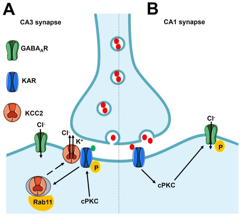 https://cdn.ncbi.nlm.nih.gov/pmc/blobs/0f81/11048239/f606384f5cf8/biomedicines-12-00880-g002.jpg